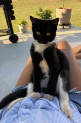 Lost Male Cat last seen Near & Ridge Rd, Wellford, SC 29385
