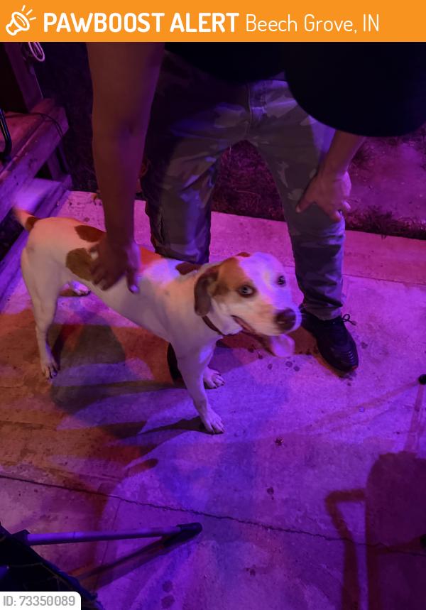 Found/Stray Male Dog last seen Mann drive and st. Francis, Beech Grove, IN 46107