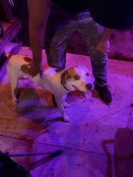 Found/Stray Male Dog last seen Mann drive and st. Francis, Beech Grove, IN 46107