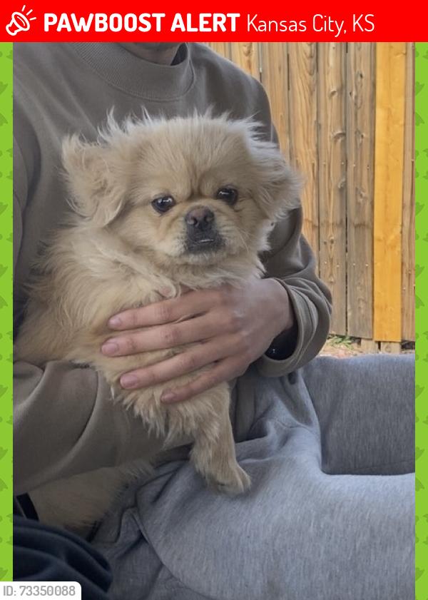 Lost Male Dog last seen 78th St & I70. Neighborhood west of the Quiktrip on 78th St, Kansas City, KS 66112