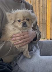 Lost Male Dog last seen 78th St & I70. Neighborhood west of the Quiktrip on 78th St, Kansas City, KS 66112