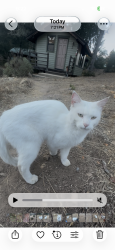 Found/Stray Unknown Cat last seen Mount Madonna County Part, Watsonville, CA 95076