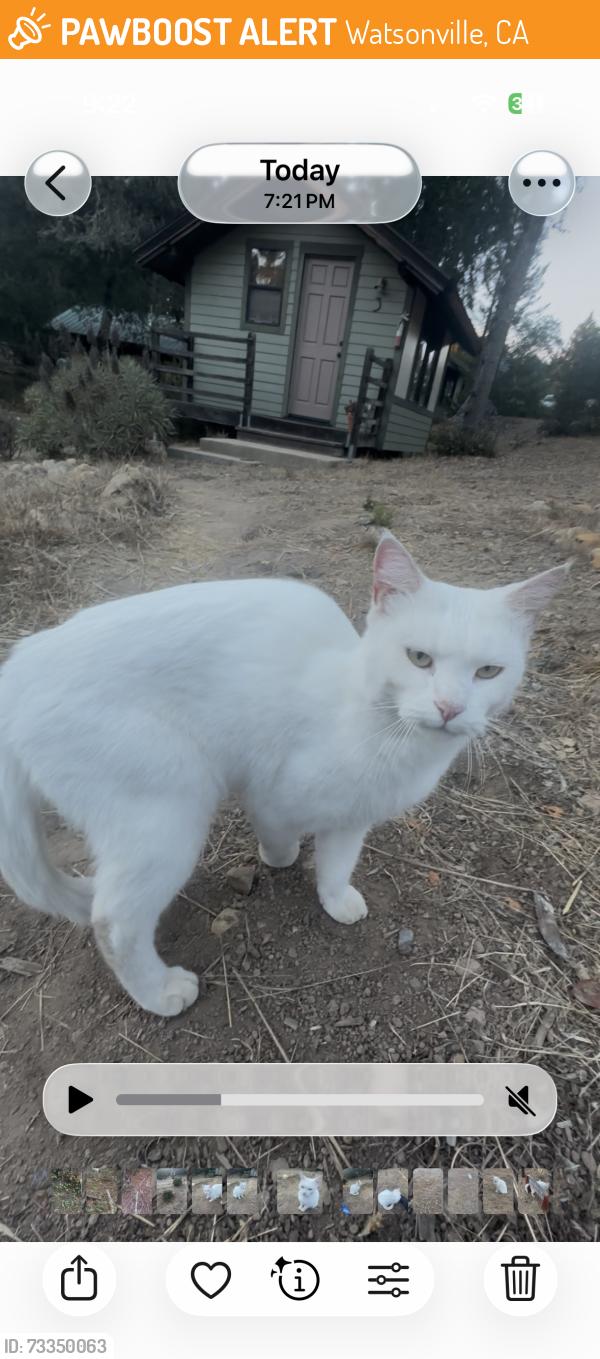 Found/Stray Unknown Cat last seen Mount Madonna County Part, Watsonville, CA 95076