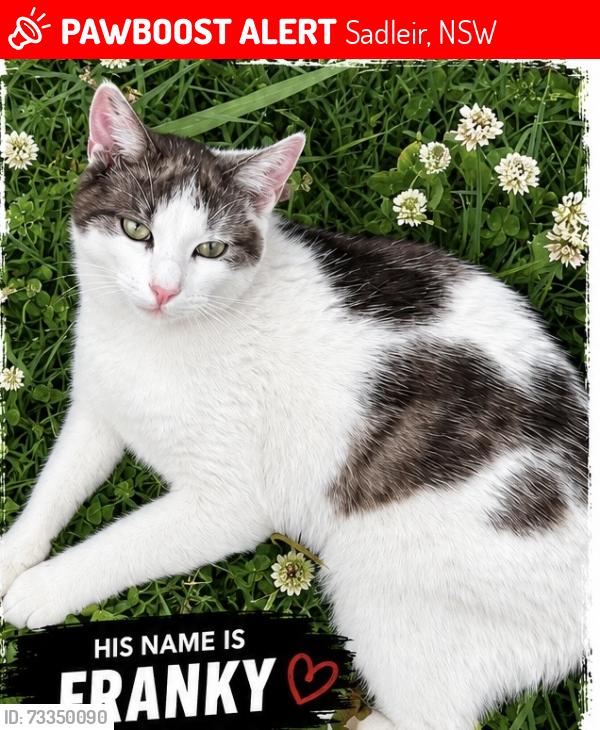 Lost Male Cat last seen Sadlier, Sadleir, NSW 2168