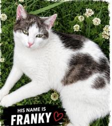 Lost Male Cat last seen Sadlier, Sadleir, NSW 2168