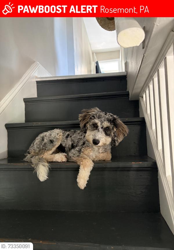 Lost Female Dog last seen South Roberts and David Drive Rosemont PA, Rosemont, PA 19010