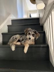 Lost Female Dog last seen South Roberts and David Drive Rosemont PA, Rosemont, PA 19010