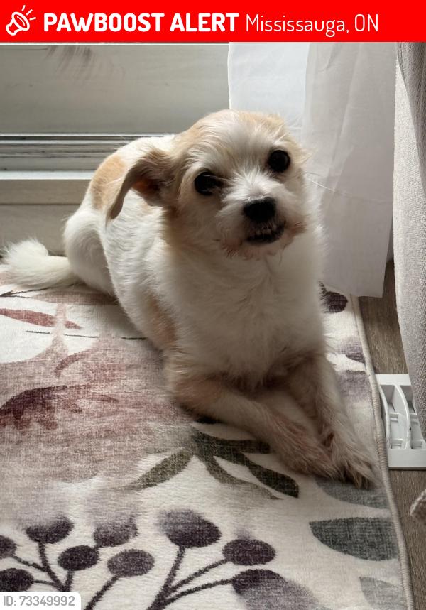 Lost Male Dog last seen Stainton/McBride/Dundas, Mississauga, ON 