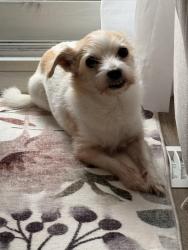 Lost Male Dog last seen Stainton/McBride/Dundas, Mississauga, ON 