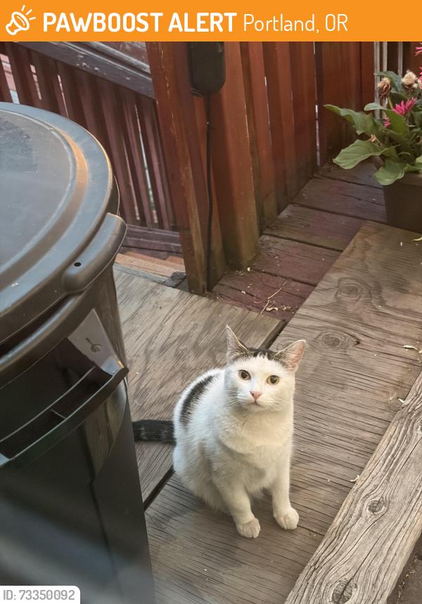 Found/Stray Unknown Cat last seen Division, Portland, OR 97236