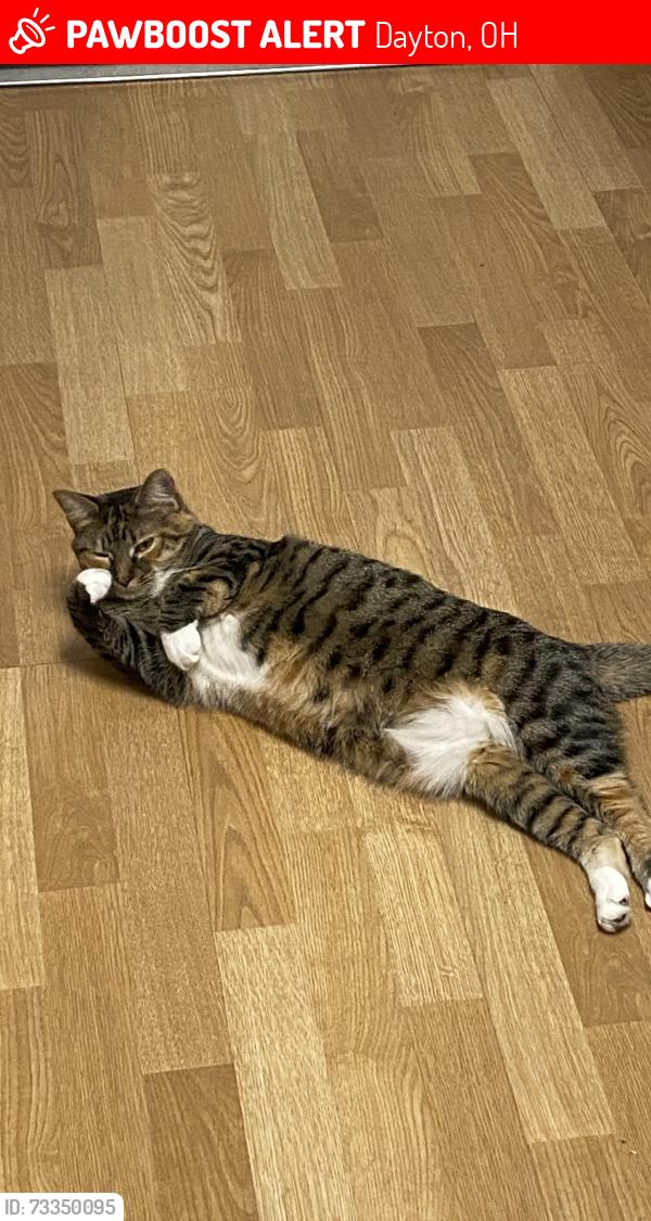 Lost Female Cat last seen Brought and Shroyer, Dayton, OH 45419