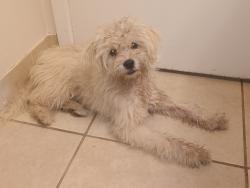 Reunited Male Dog last seen Sunset Blvd, Hayward, CA 94541, USA, Hayward, CA 94541