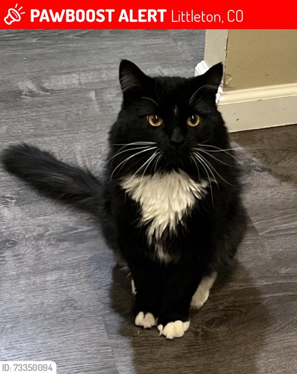 Lost Male Cat last seen S Simms St & W Cross Ave, Littleton, CO 80127
