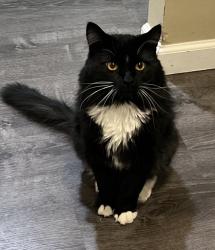 Lost Male Cat last seen S Simms St & W Cross Ave, Littleton, CO 80127