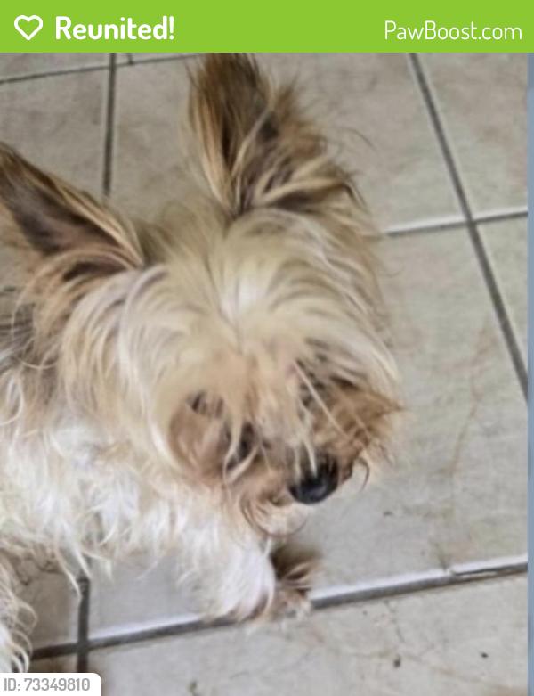 Reunited Male Dog last seen White heather, Houston, TX 77045