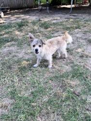 Lost Male Dog last seen 61st and Garnett, Broken Arrow, OK 74012
