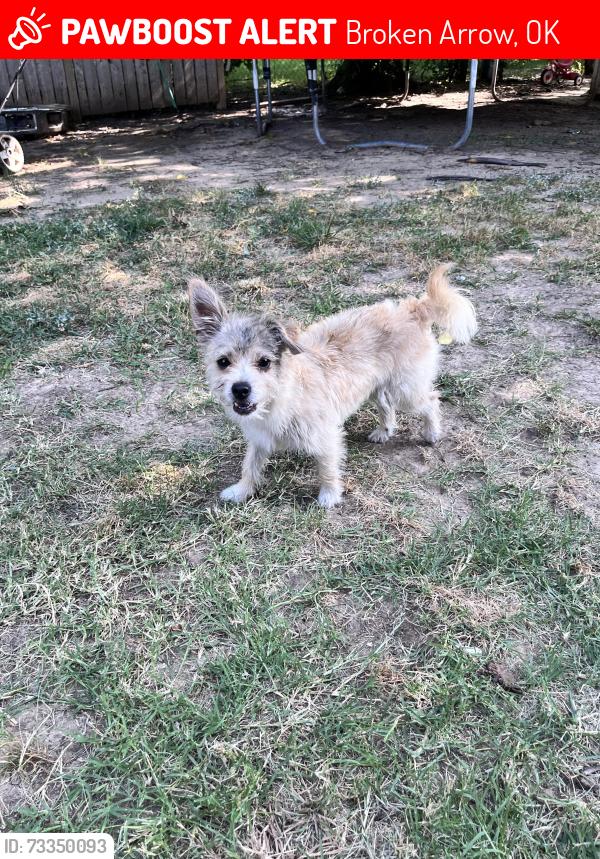 Lost Male Dog last seen 61st and Garnett, Broken Arrow, OK 74012