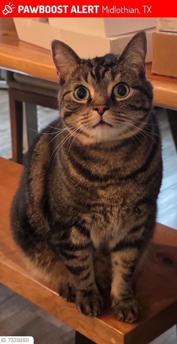 Lost Male Cat last seen Fire station 11, Midlothian, TX 76065