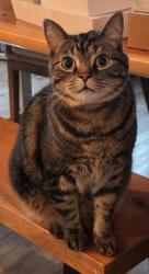 Lost Male Cat last seen Fire station 11, Midlothian, TX 76065