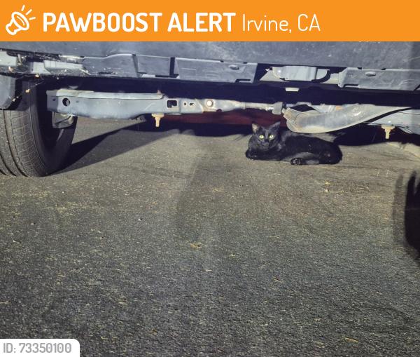 Found/Stray Unknown Cat last seen Under a blue Toyota, Irvine, CA 92614