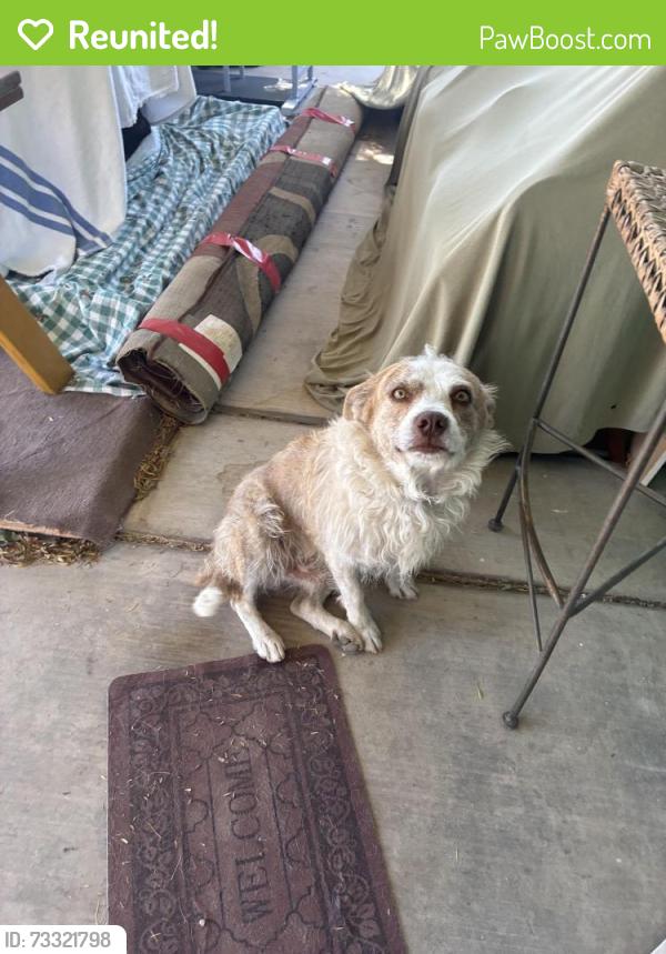Reunited Male Dog last seen Near w idaho st 85706, Tucson, AZ 85706
