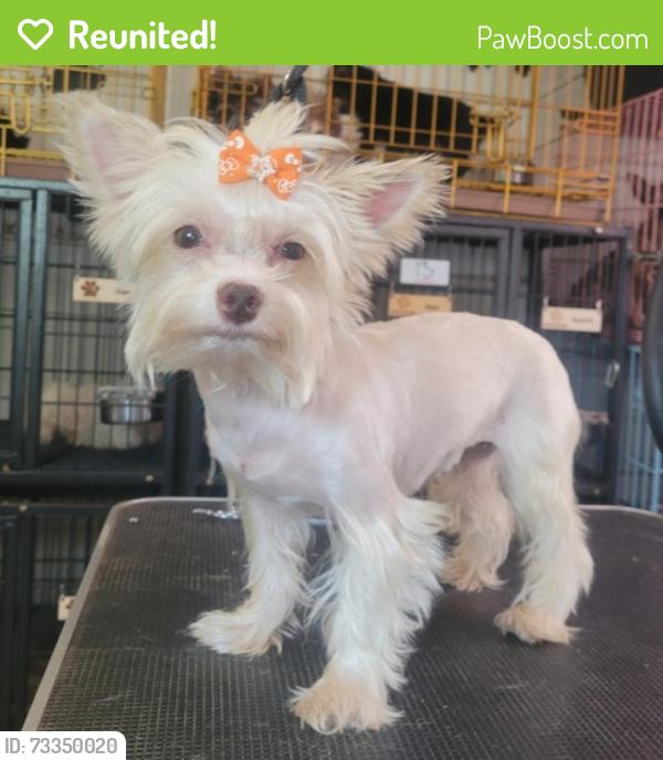 Reunited Female Dog last seen Hitching Post Lane & Red Barn Rd (Carriage Hills), Montgomery, AL 36116