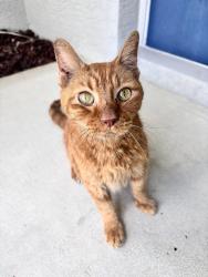 Found/Stray Female Cat last seen Santa Barbara &Kismet area, Cape Coral, FL 33909