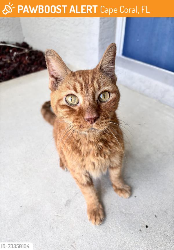 Found/Stray Female Cat last seen Santa Barbara &Kismet area, Cape Coral, FL 33909