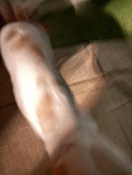 Found/Stray Unknown Dog last seen Ridge Lane running towards Gun Lane, Levittown, NY 11756