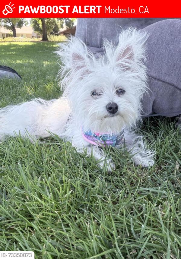 Lost Female Dog last seen Floyd av 2800 and temazcal, Modesto, CA 95355