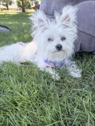 Lost Female Dog last seen Floyd av 2800 and temazcal, Modesto, CA 95355
