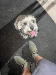 Reunited Unknown Dog last seen Farmington dr, Riverside, Riverside, CA 92504