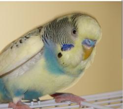 Lost Unknown Bird last seen Lost near 20 3rd Street, between Abington Ave and Park Ave. We are located just a few blocks west of Branch Brook Park in the Fairmount/Roseville area., Newark, NJ 07107