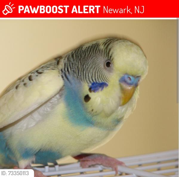 Lost Unknown Bird last seen Lost near 20 3rd Street, between Abington Ave and Park Ave. We are located just a few blocks west of Branch Brook Park in the Fairmount/Roseville area., Newark, NJ 07107