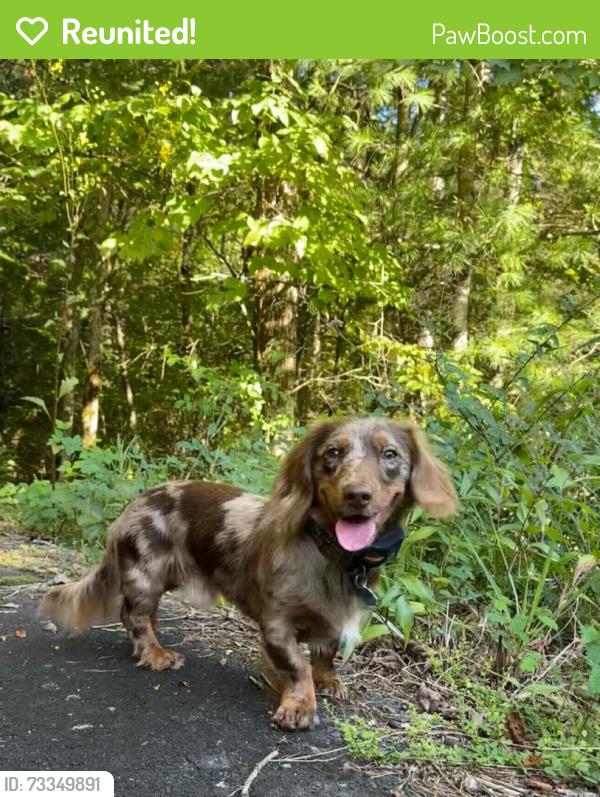 Reunited Male Dog last seen Foresthil blvd and Kirk rd, Palm Springs, FL 33406