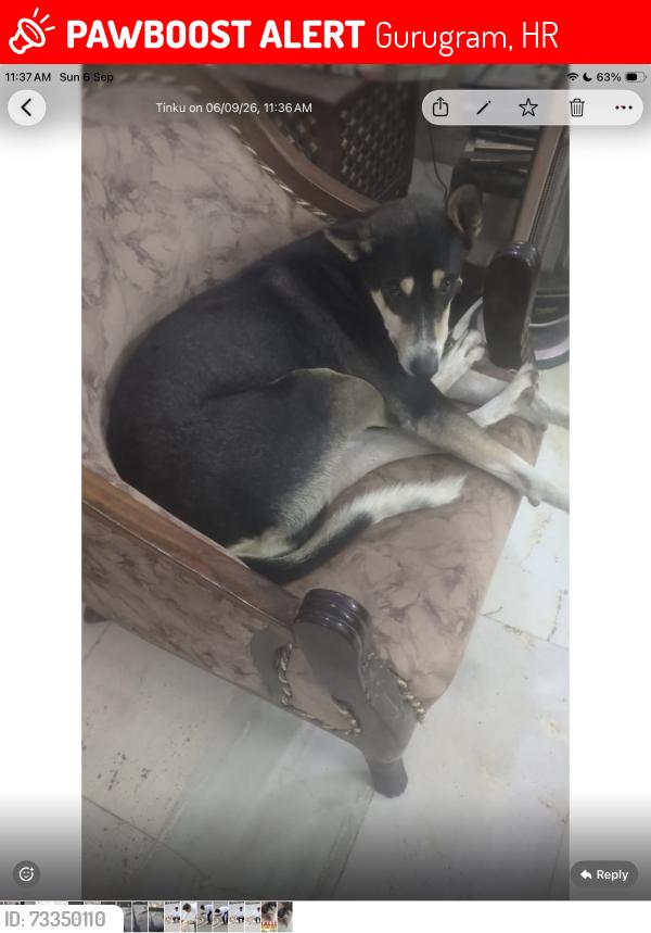 Lost Male Dog last seen G block, Sushant Lok 3, sector 57, Gurugram, India, Gurugram, HR 122011