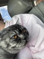 Lost Female Cat last seen 8th, Rio Linda, CA 95673