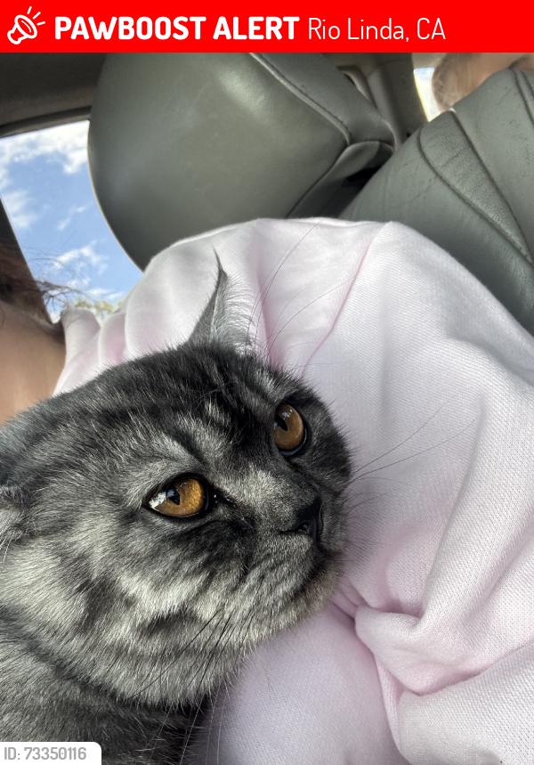 Lost Female Cat last seen 8th, Rio Linda, CA 95673