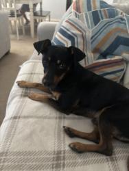 Reunited Male Dog last seen Eastlake High school, Emerald Park, Horizon City, TX 79928
