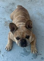 Lost Female Dog last seen Rio Vista Park, El Monte, CA 91731