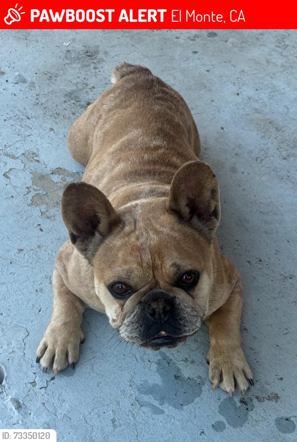 Lost Female Dog last seen Rio Vista Park, El Monte, CA 91731
