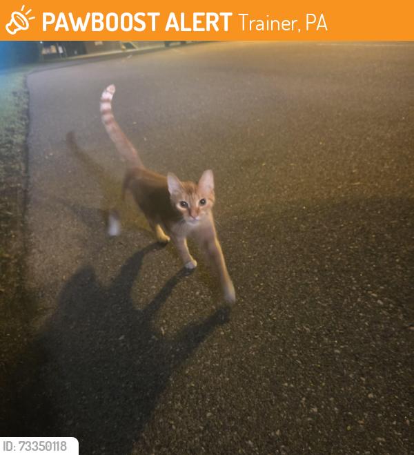 Found/Stray Unknown Cat last seen Parking lot of monroe energy., Trainer, PA 19061