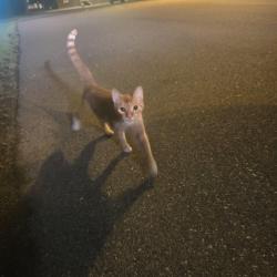 Found/Stray Unknown Cat last seen Parking lot of monroe energy., Trainer, PA 19061