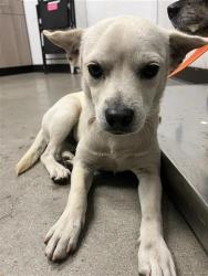 Shelter Stray Male Dog last seen Near BLOCK E PERALTA WAY, FRESNO CA 93703 2925, 5277 E Airways Blvd, Fresno, CA 93727, USA