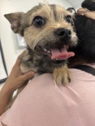 Shelter Stray Male Dog last seen , 14409 Vanowen St, Van Nuys, CA 91405, USA