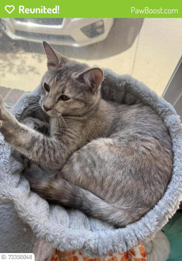 Reunited Female Cat last seen Haleyville St Aurora, CO, Aurora, CO 80016