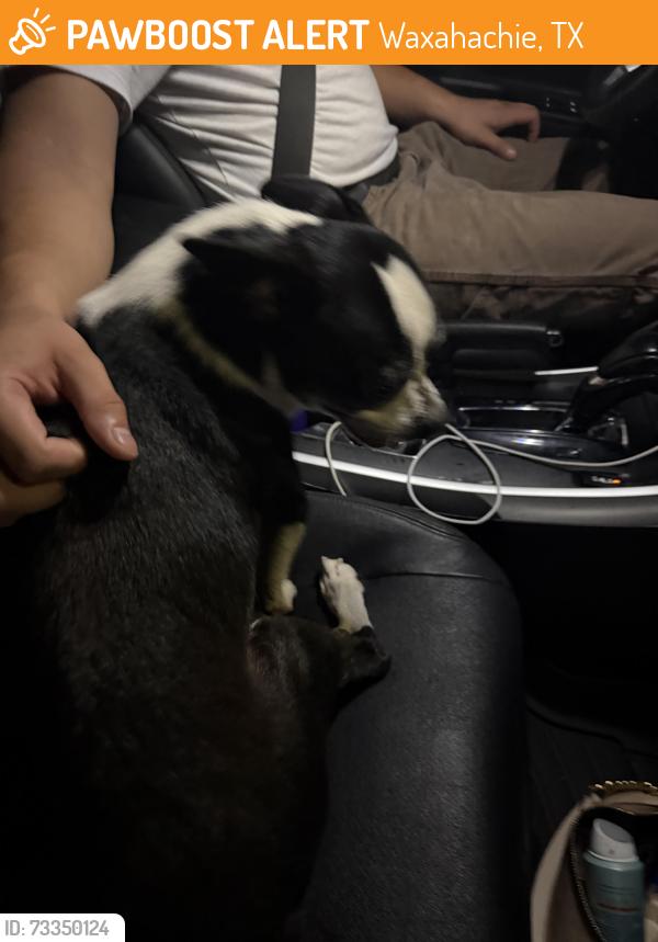 Found/Stray Male Dog last seen 805E Marvin Ave, Waxahachie TX, Waxahachie, TX 75165