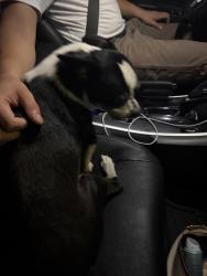 Found/Stray Male Dog last seen 805E Marvin Ave, Waxahachie TX, Waxahachie, TX 75165
