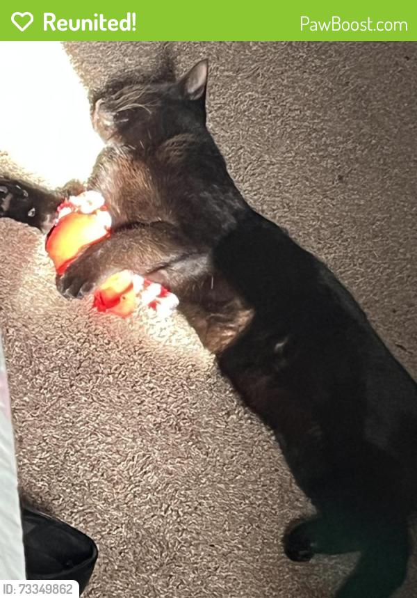 Reunited Male Cat last seen Stratford hall dr, Virginia Beach, VA 23452