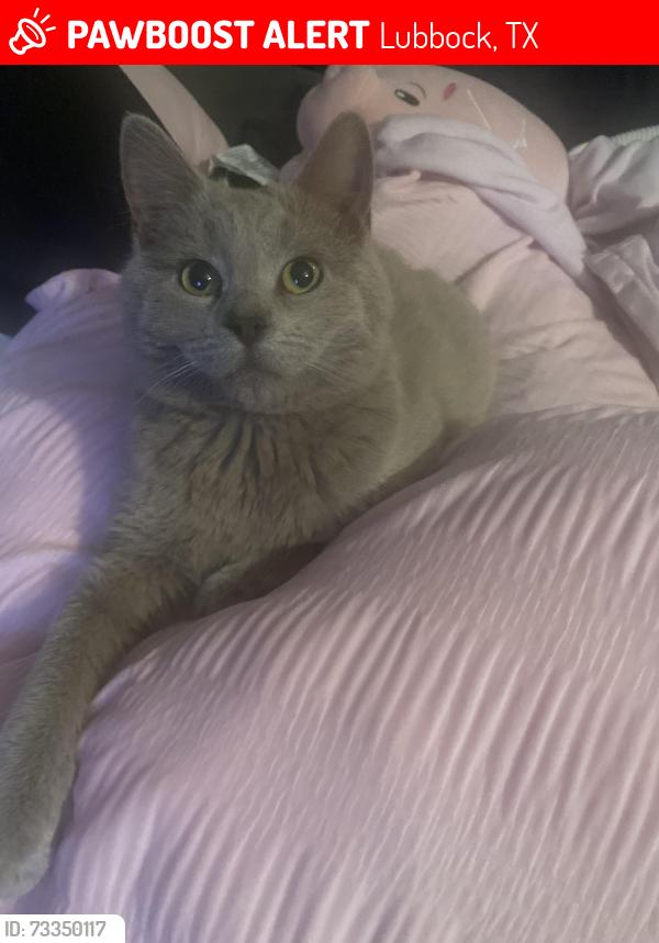 Lost Male Cat last seen 37th street near clapp park, Lubbock, TX 79412